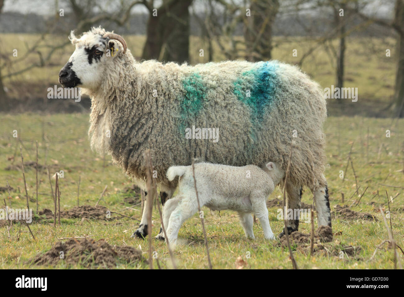 Sheep with Lamb feeding Stock Photo