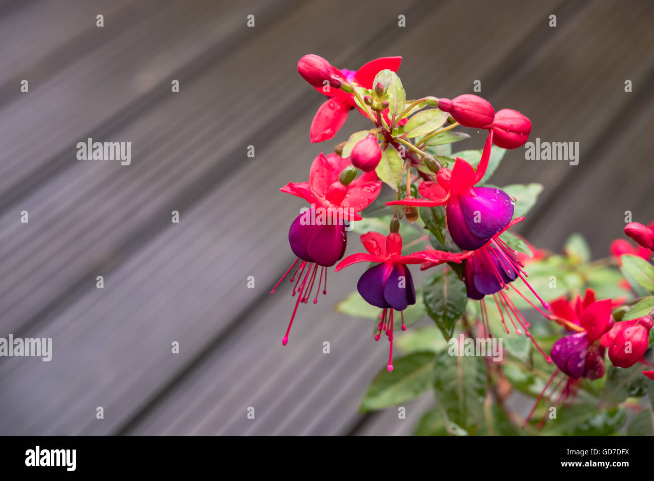 Pink flowers blossomig in summer Stock Photo
