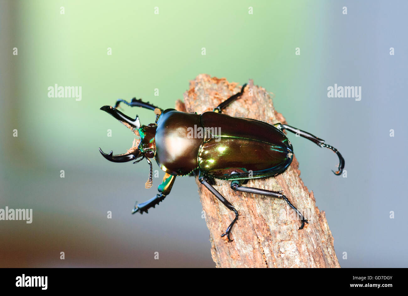 The Phalacrognathus Muelleri also known as The Rainbow Stag Beetle, is brightly coloured with a metallic looking back which usually are either or a mixture of greens, blues, and reds. In regards