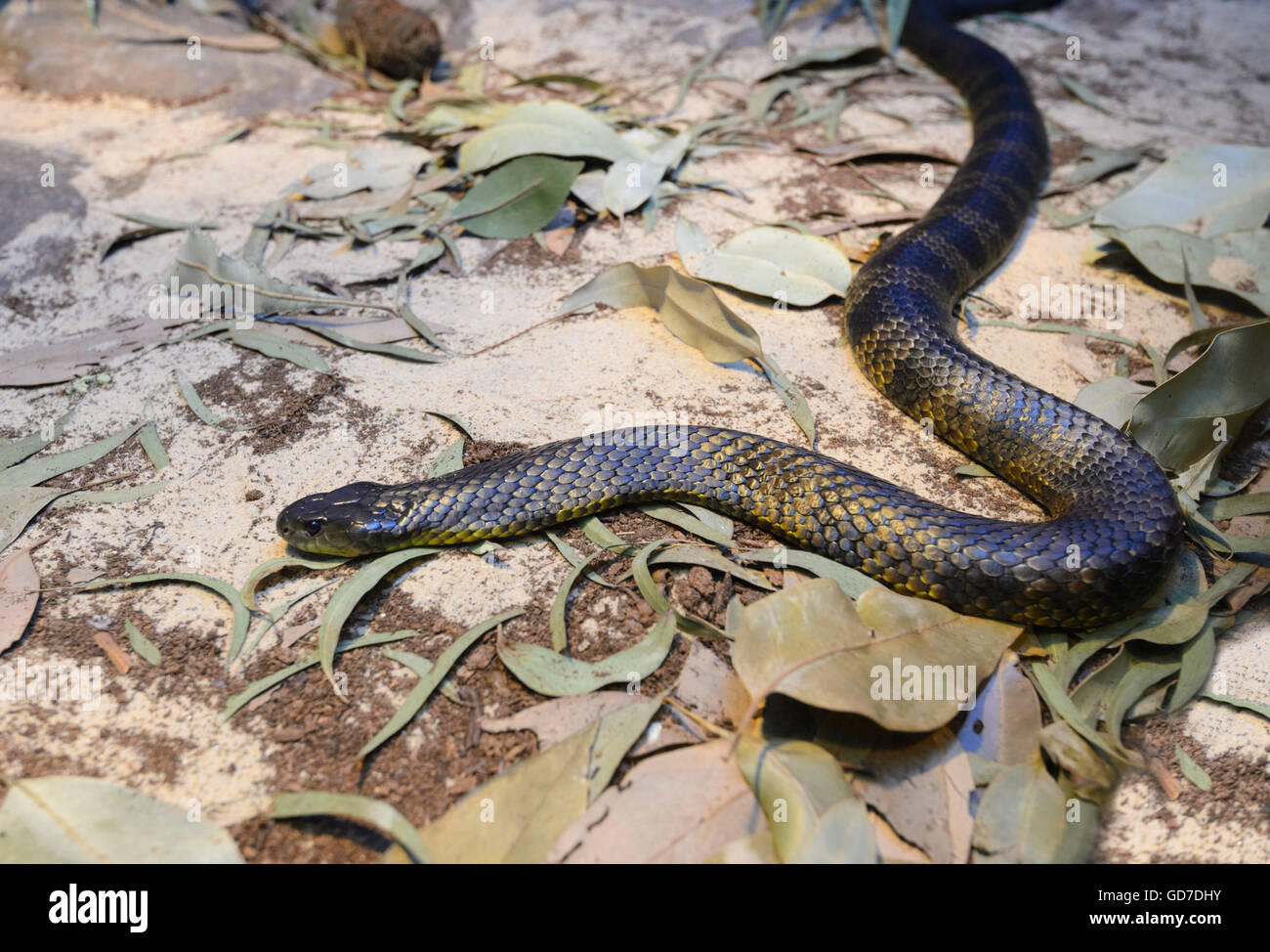 Tiger Snake (Notechis scutatus), Australia Stock Photo