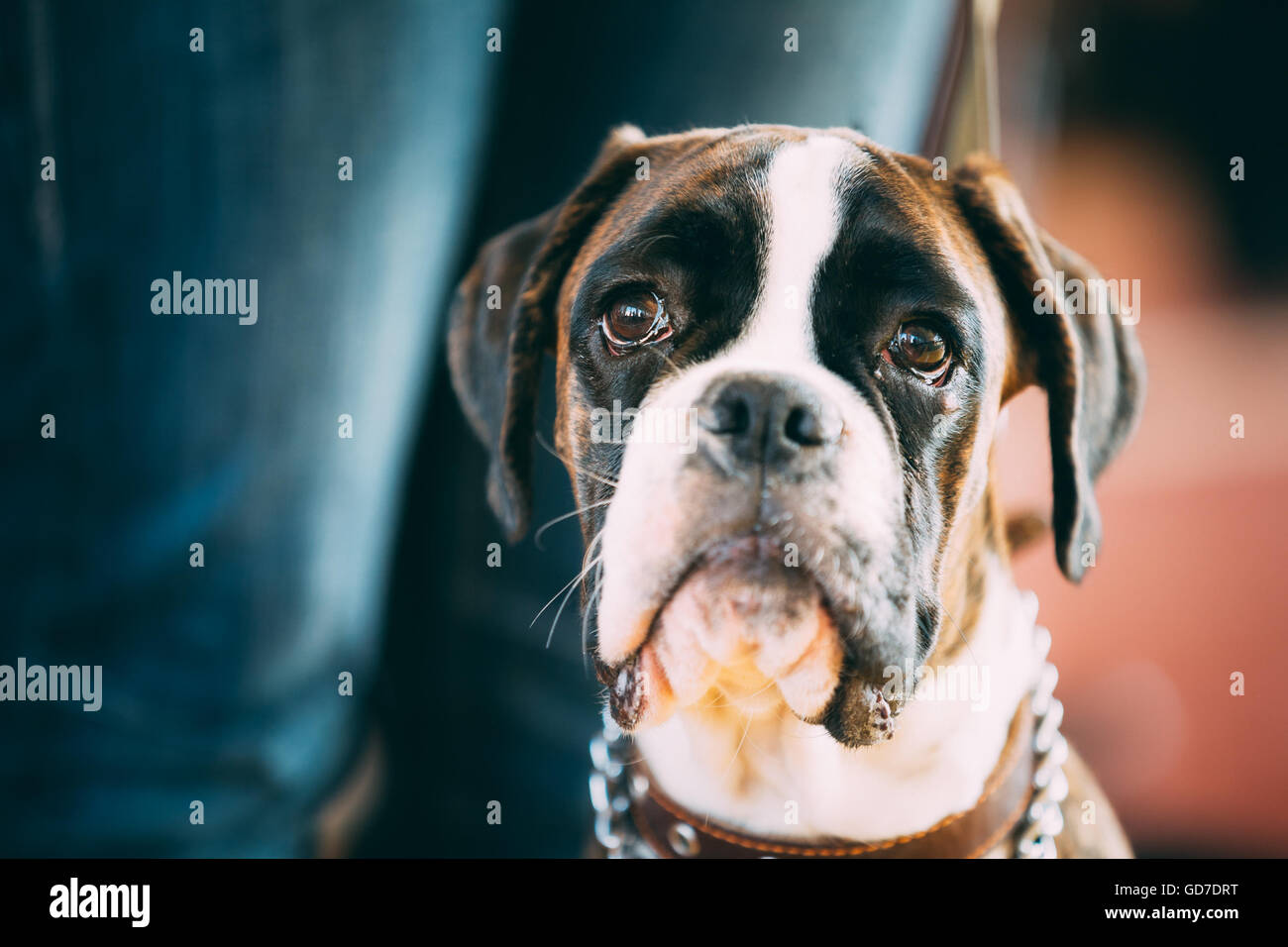 Brown And White Boxer Dog Close Up Portrait. Stock Photo