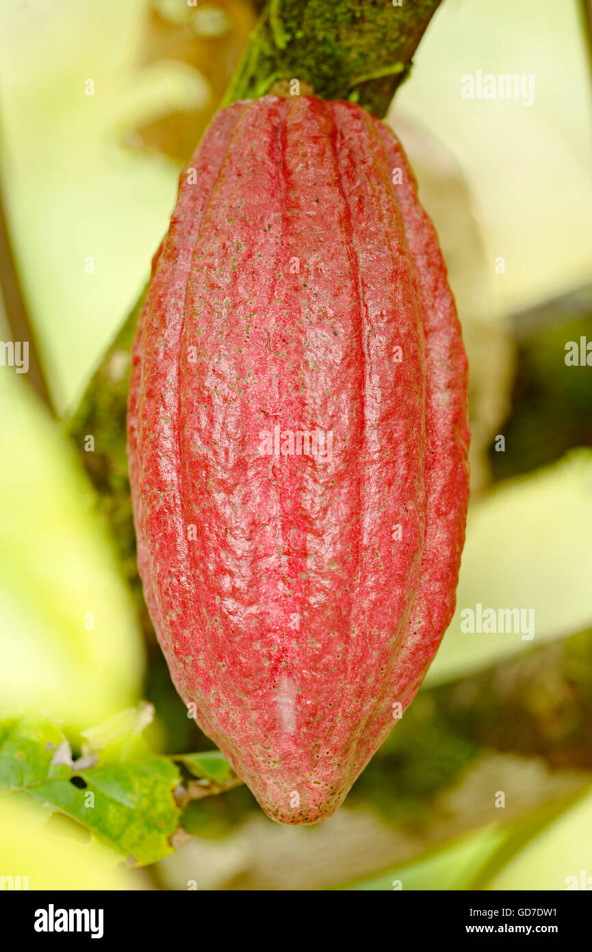Cacao fruit, Costa Rica Stock Photo
