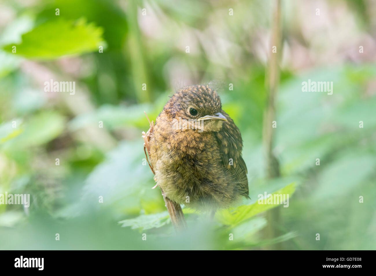 A fledgling Robin hiding in the undergrowth Stock Photo