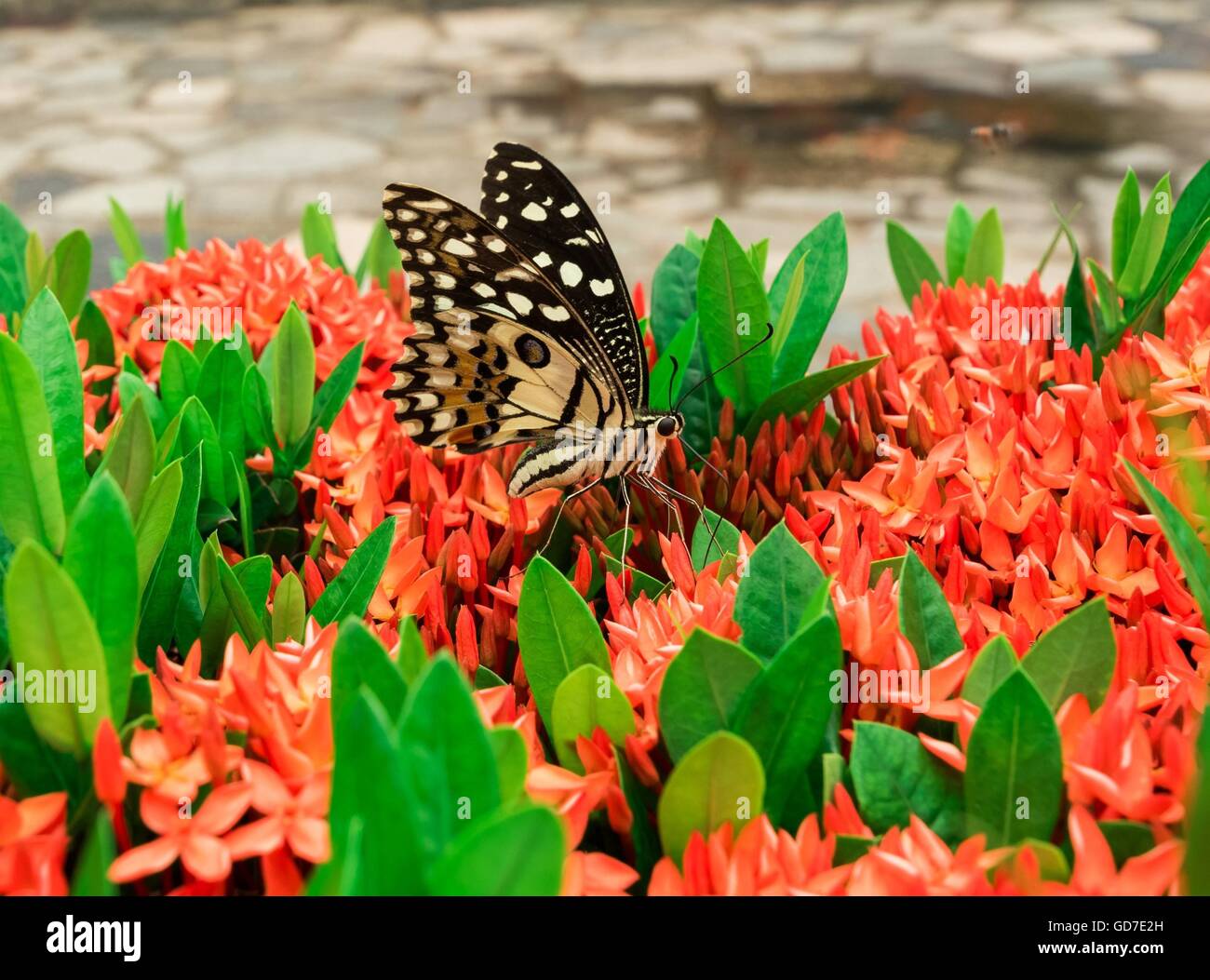 butterfly on Ixora Stock Photo