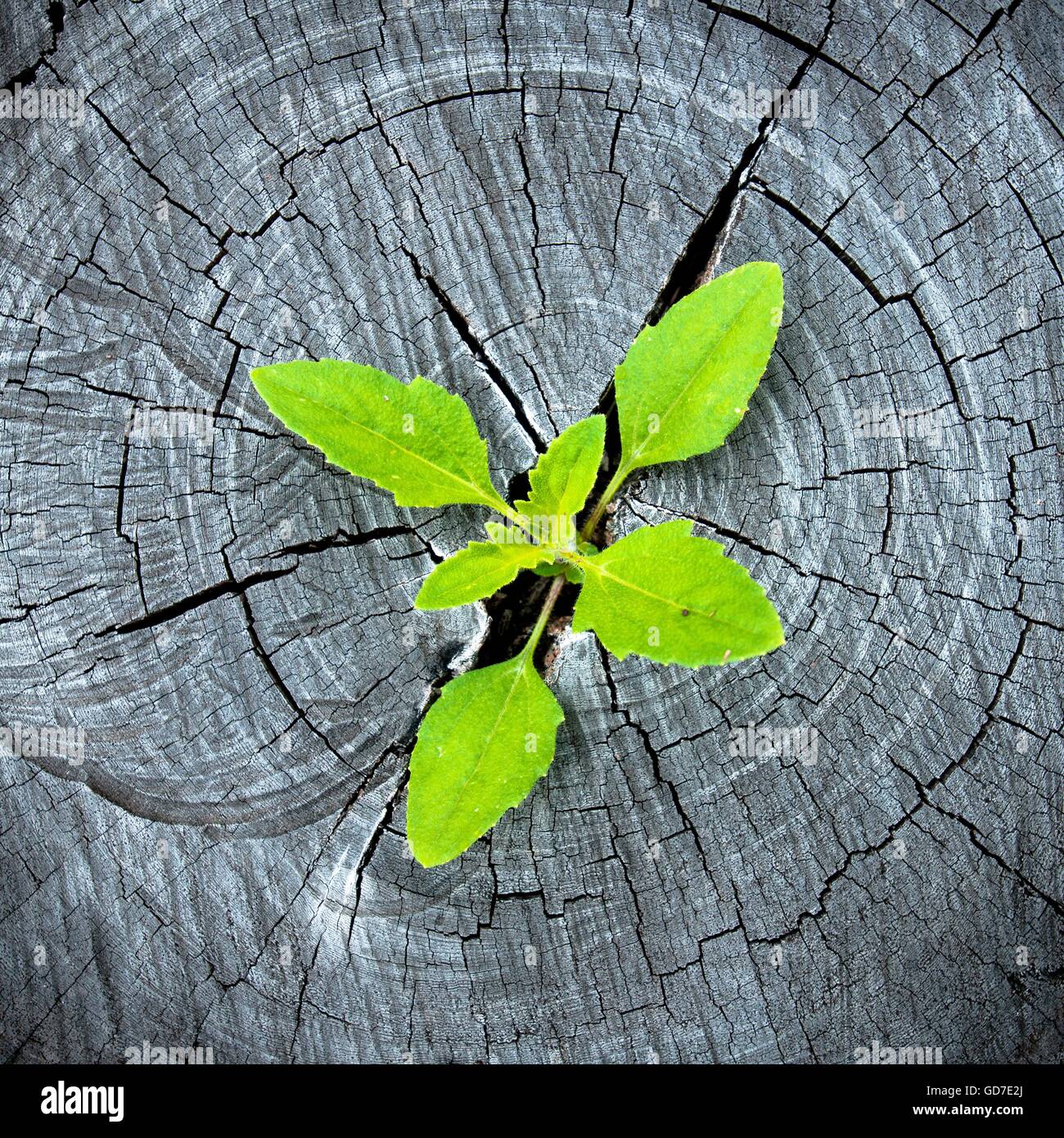 Green seedling growing from tree stump - regeneration and development ...