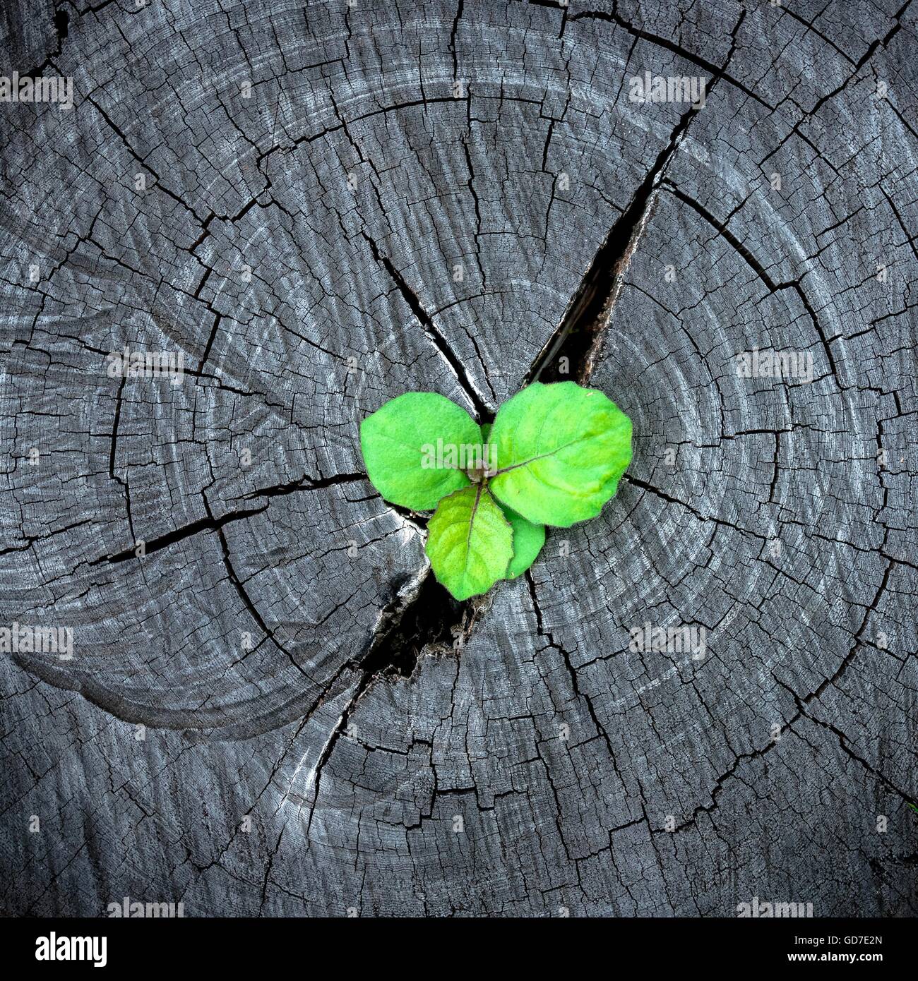 Green seedling growing from tree stump - regeneration and development ...