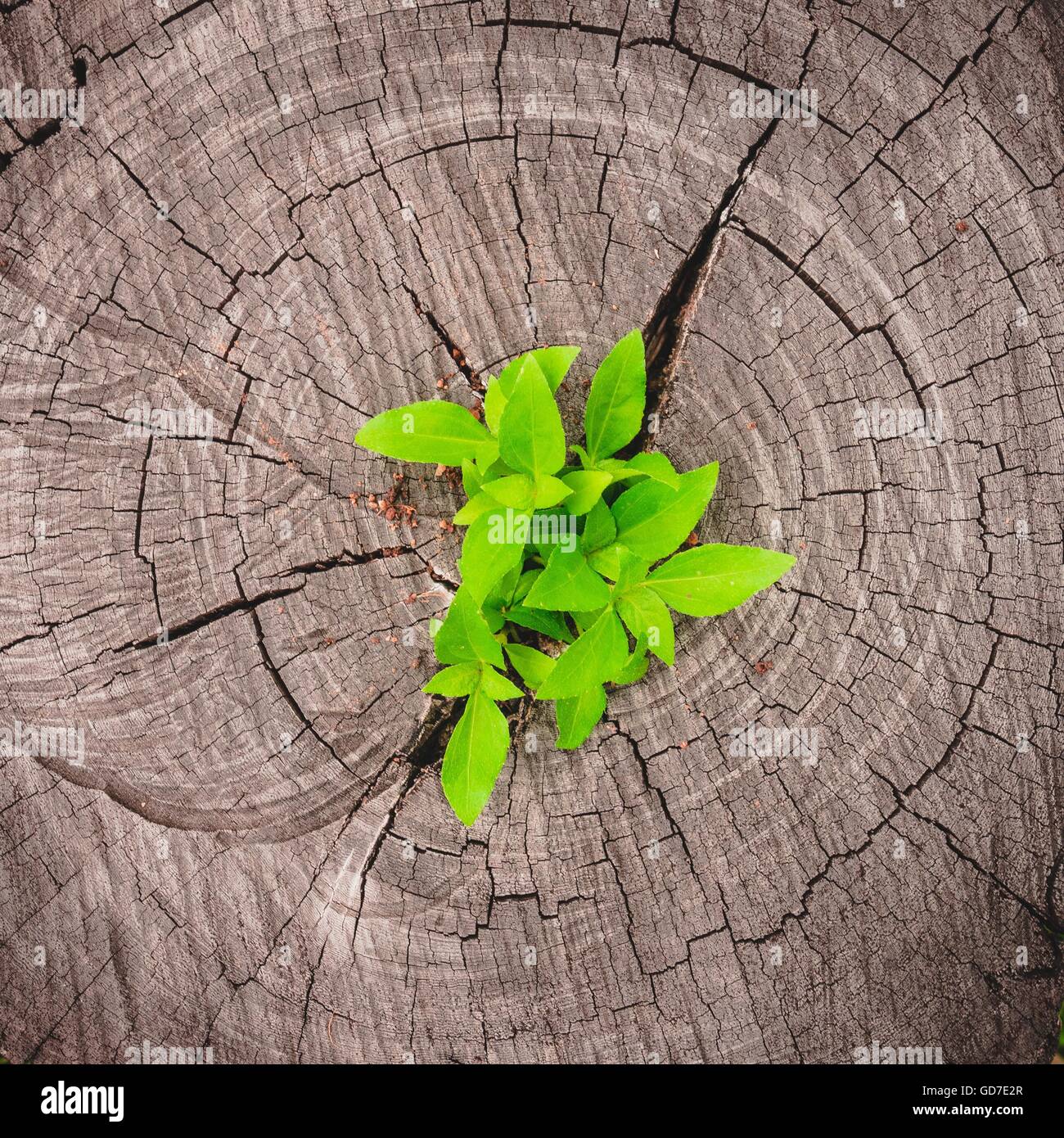 Green seedling growing from tree stump - regeneration and development ...
