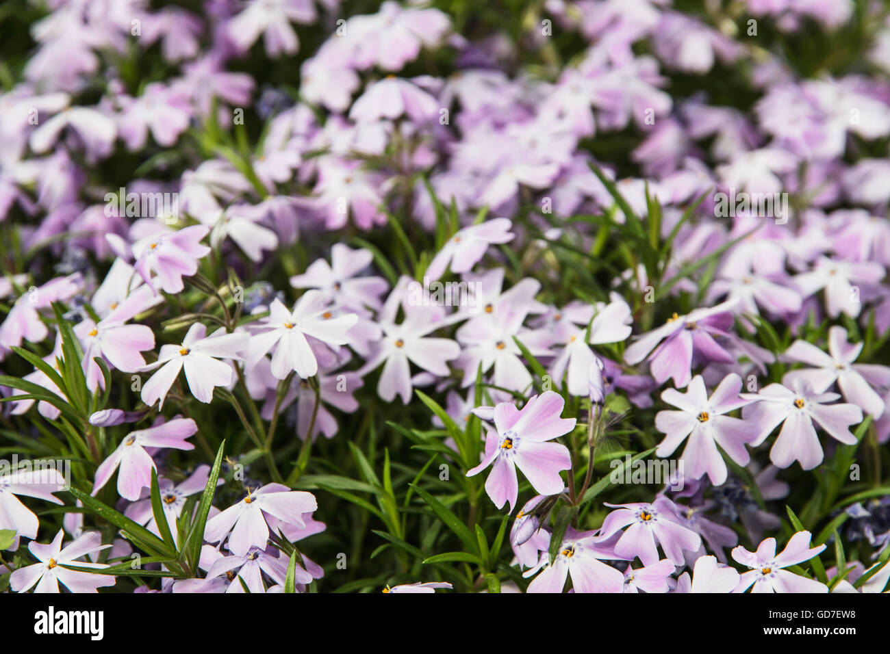 Background of Phlox subulata flowers - Creeping phlox or Moss phlox or Moss pink or Mountain phlox. Gardening theme. Stock Photo