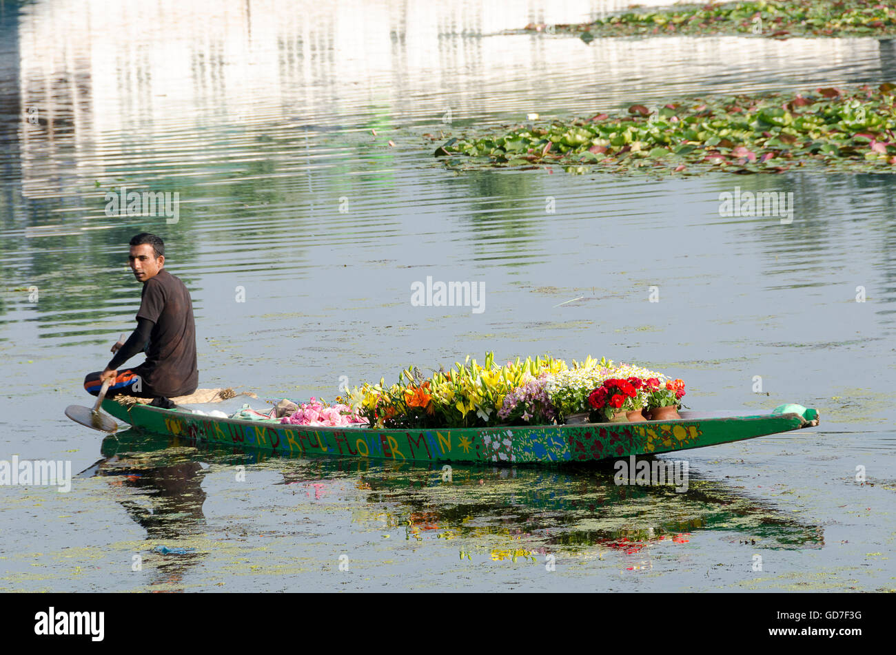 The Flower Man, Rowing boat selling flowers on Dal Lake, Srinagar, Jammu and Kashmir, India Stock Photo