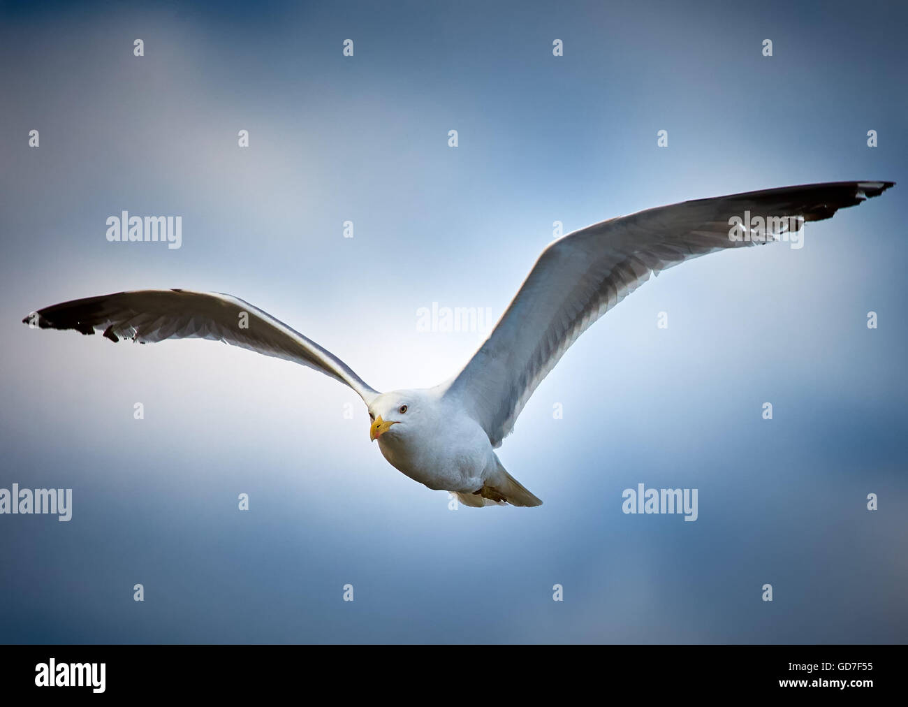 Seagull in flight over blue sky with clouds Stock Photo - Alamy