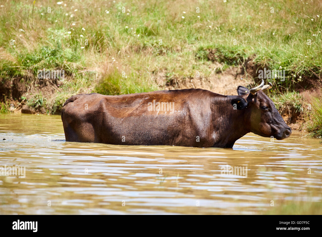 Cow Bath High Resolution Stock Photography and Images Alamy