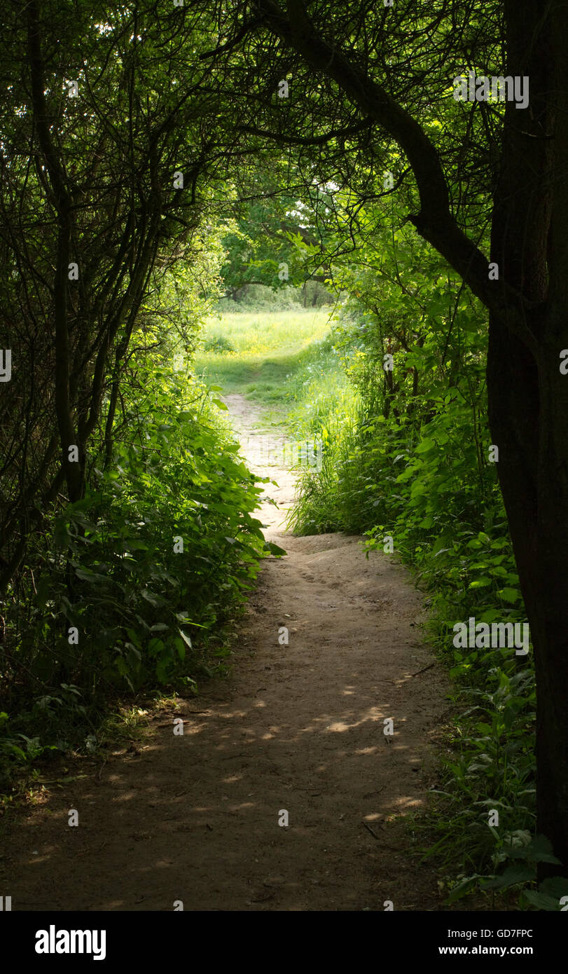A naturally occurring tunnel on a country footpath Stock Photo