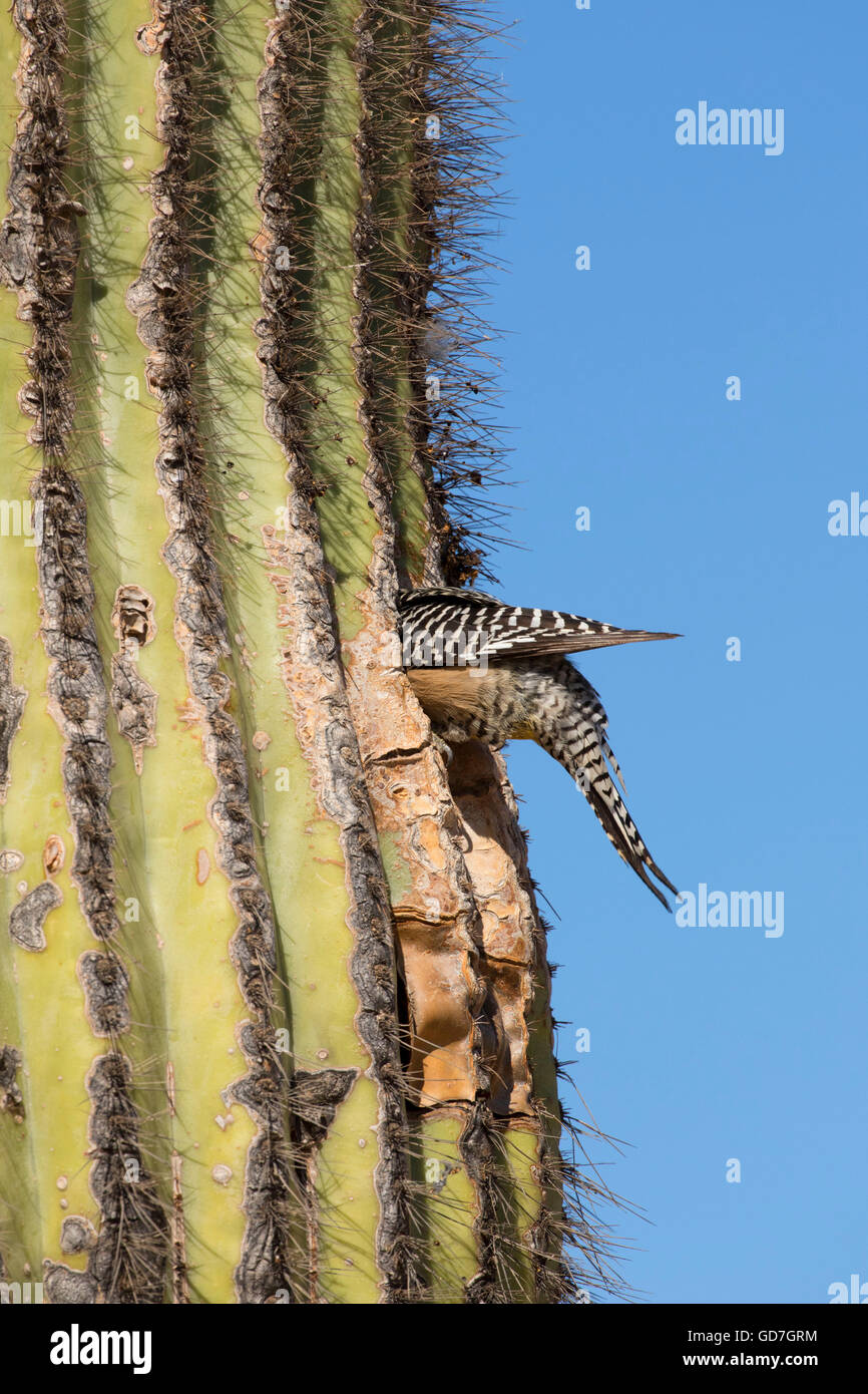 Nesting in saguaro cactus hires stock photography and images Alamy