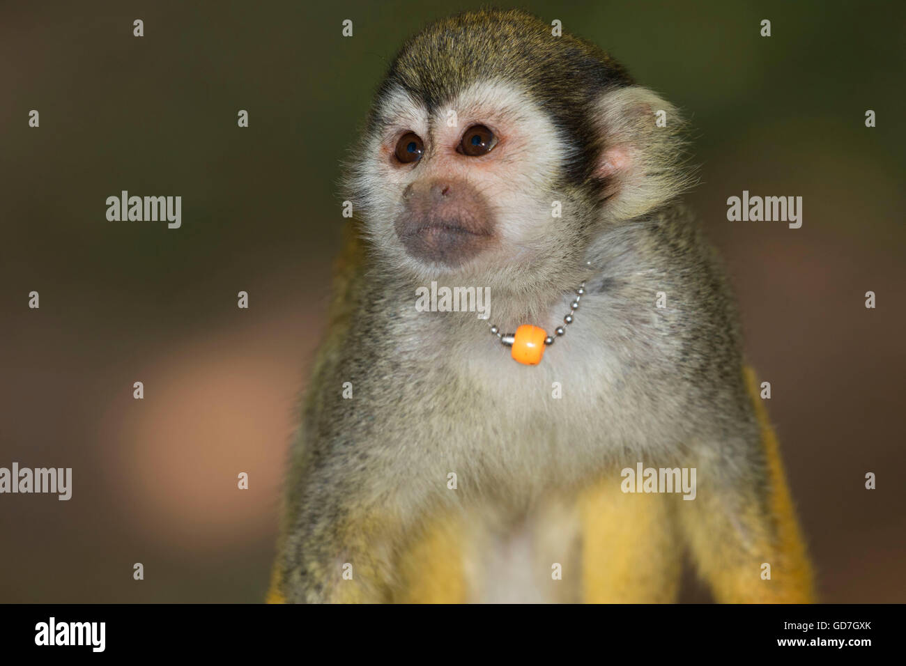 Squirrel monkey, Phoenix Zoo, Papago Park, Phoenix, Arizona Stock Photo