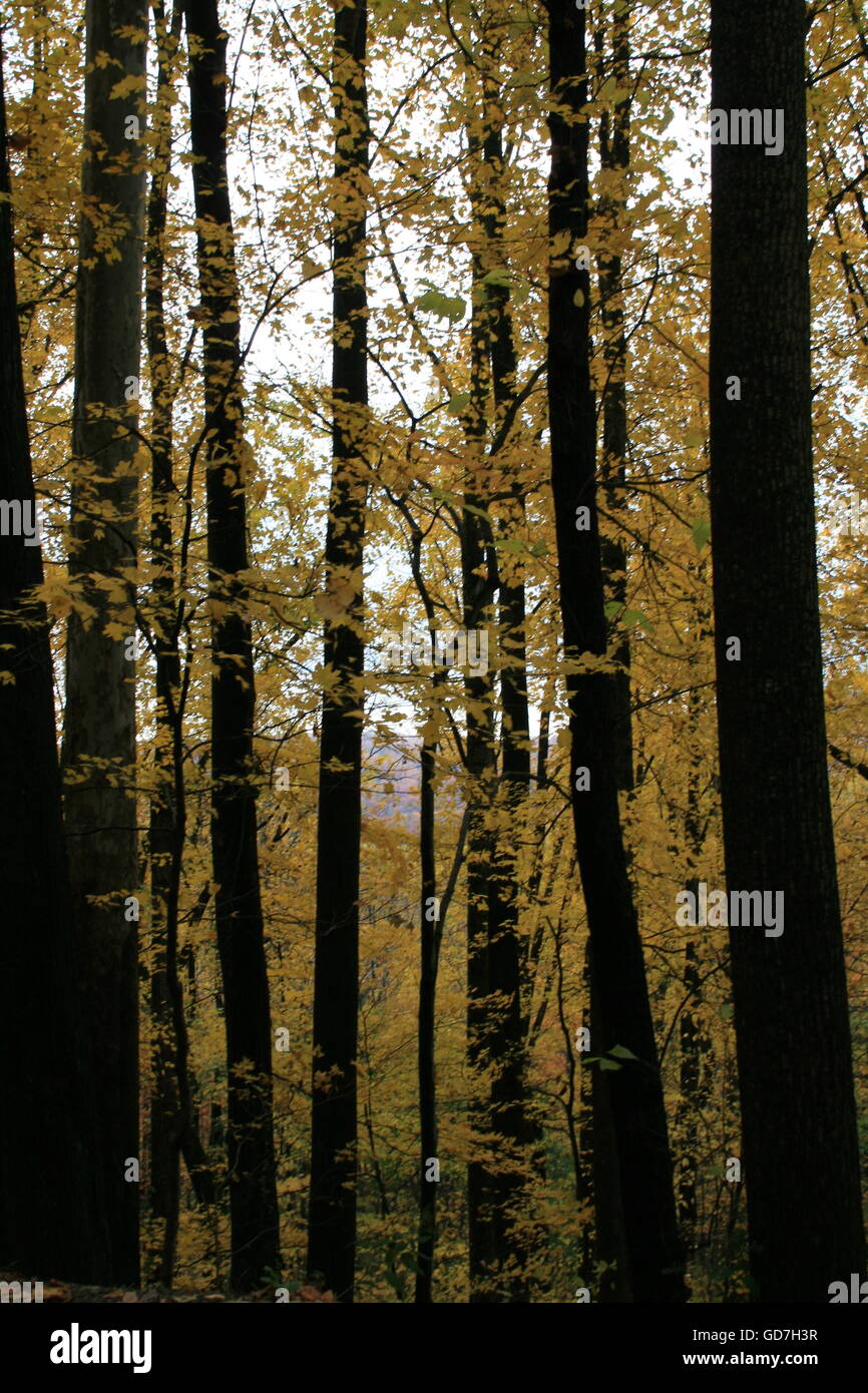 Golden trees hi-res stock photography and images - Alamy