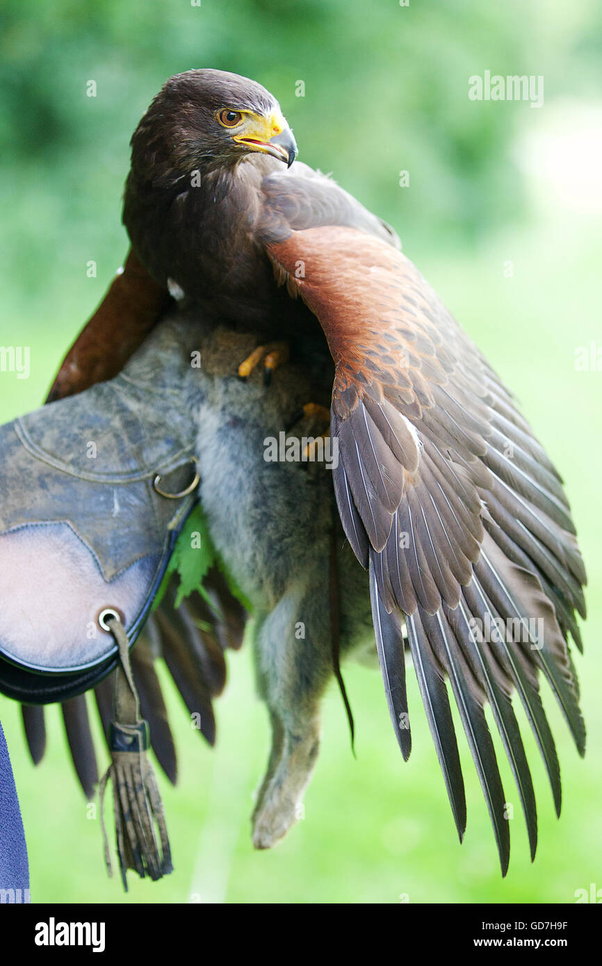 Russian Steppe eagle swoops low across the ground wings spread wide Stock Photo