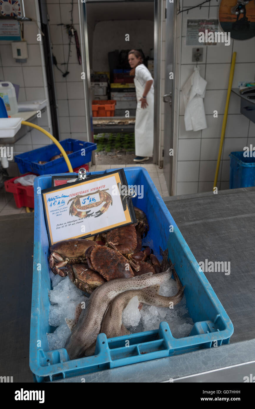 A variety of freshly caught fish for sale at the Etals de Poissons / fish market. Boulogne-Sur-Mer, France. Stock Photo