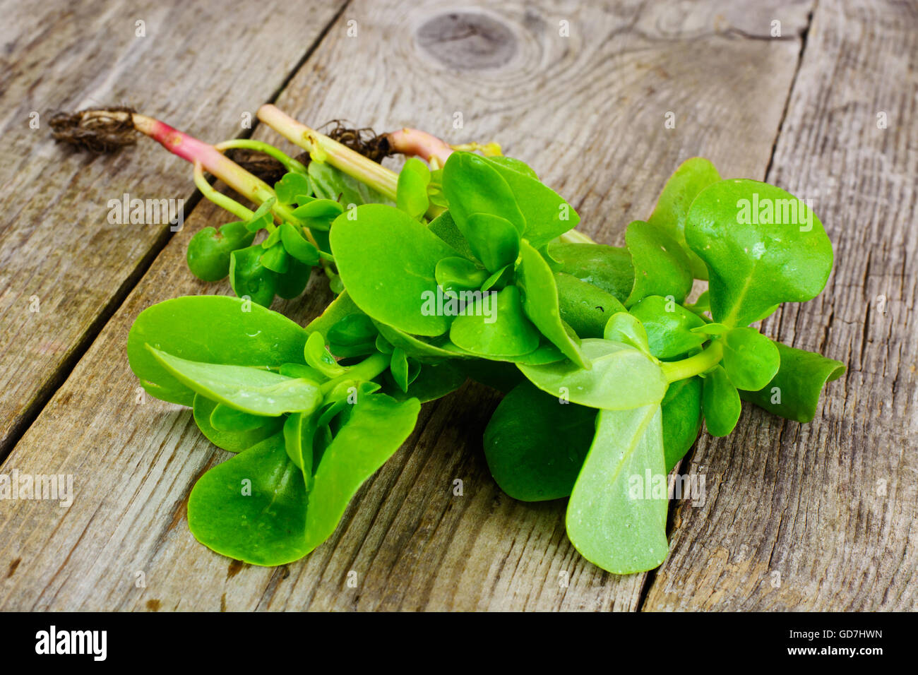 Fresh Green Purslane Stock Photo