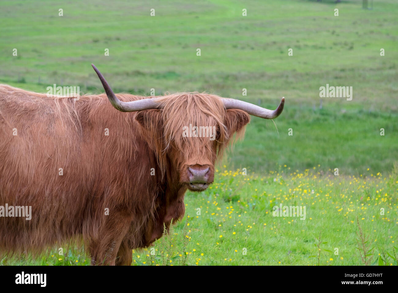 Scottish Highland cow with long sharp horns and its fringe of long red ...