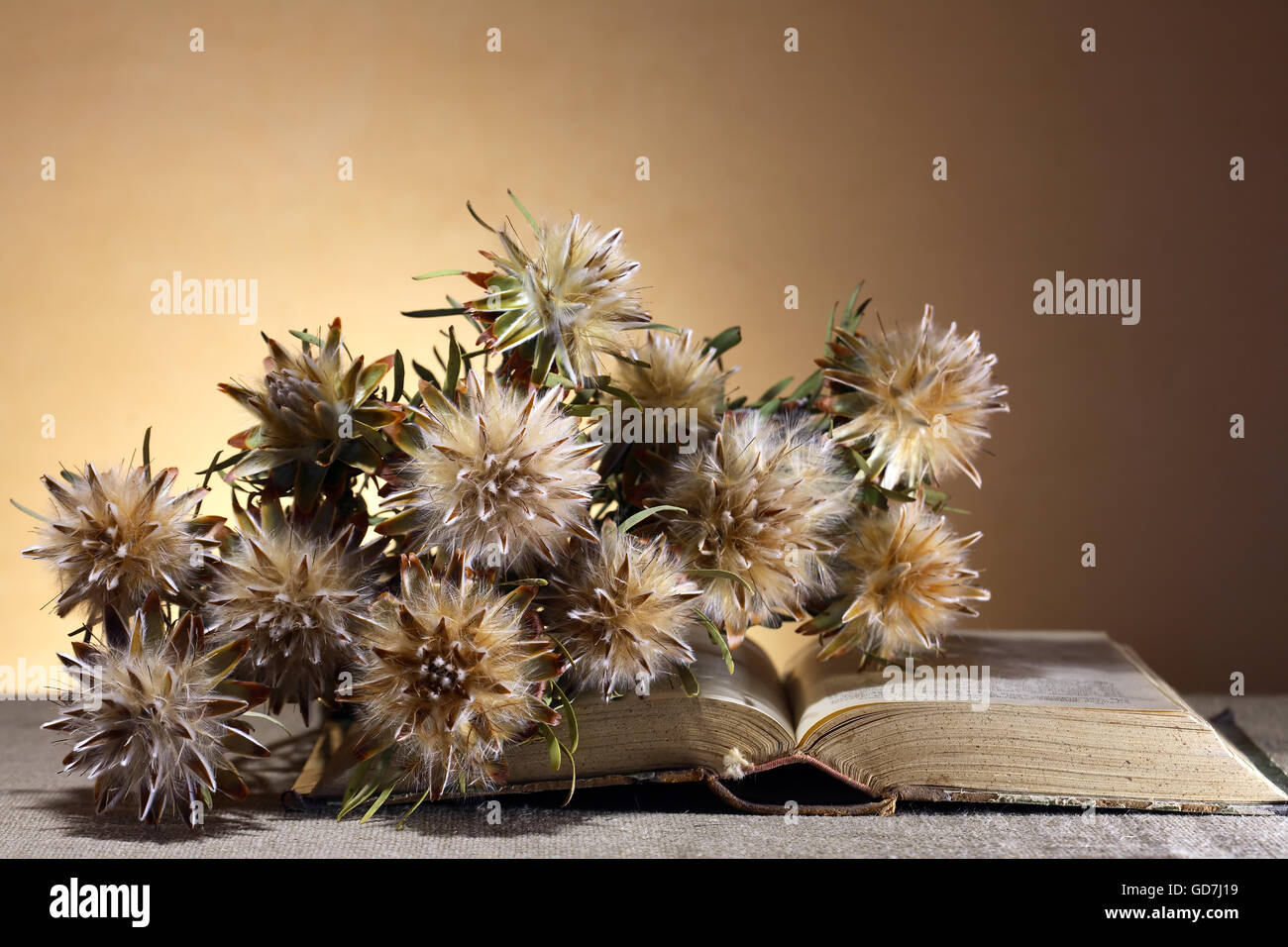 Vintage still life. Bunch of dry flowers on old book Stock Photo - Alamy