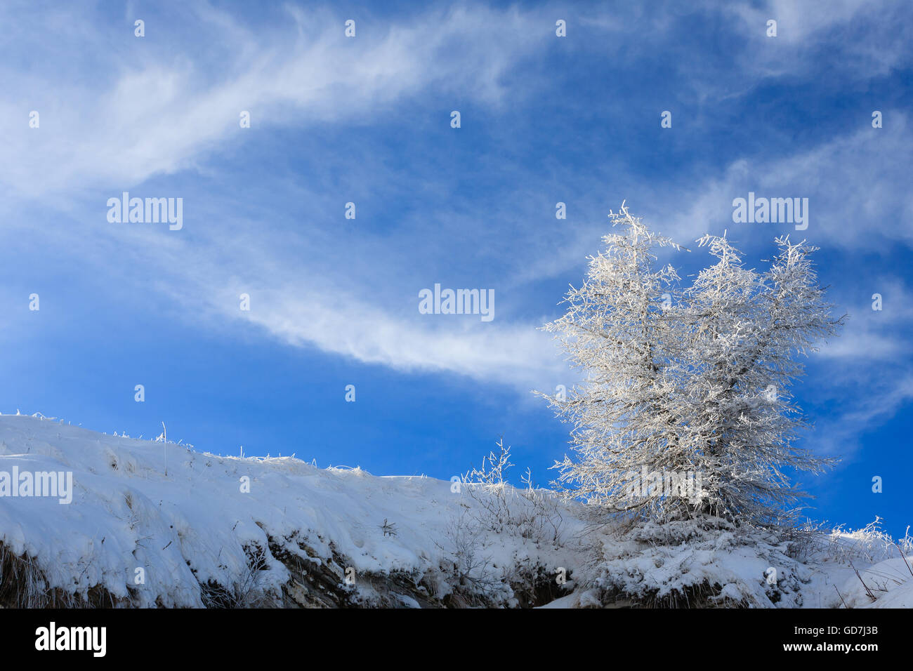 A winter landscape with an isolated tree over a blue sky Stock Photo ...