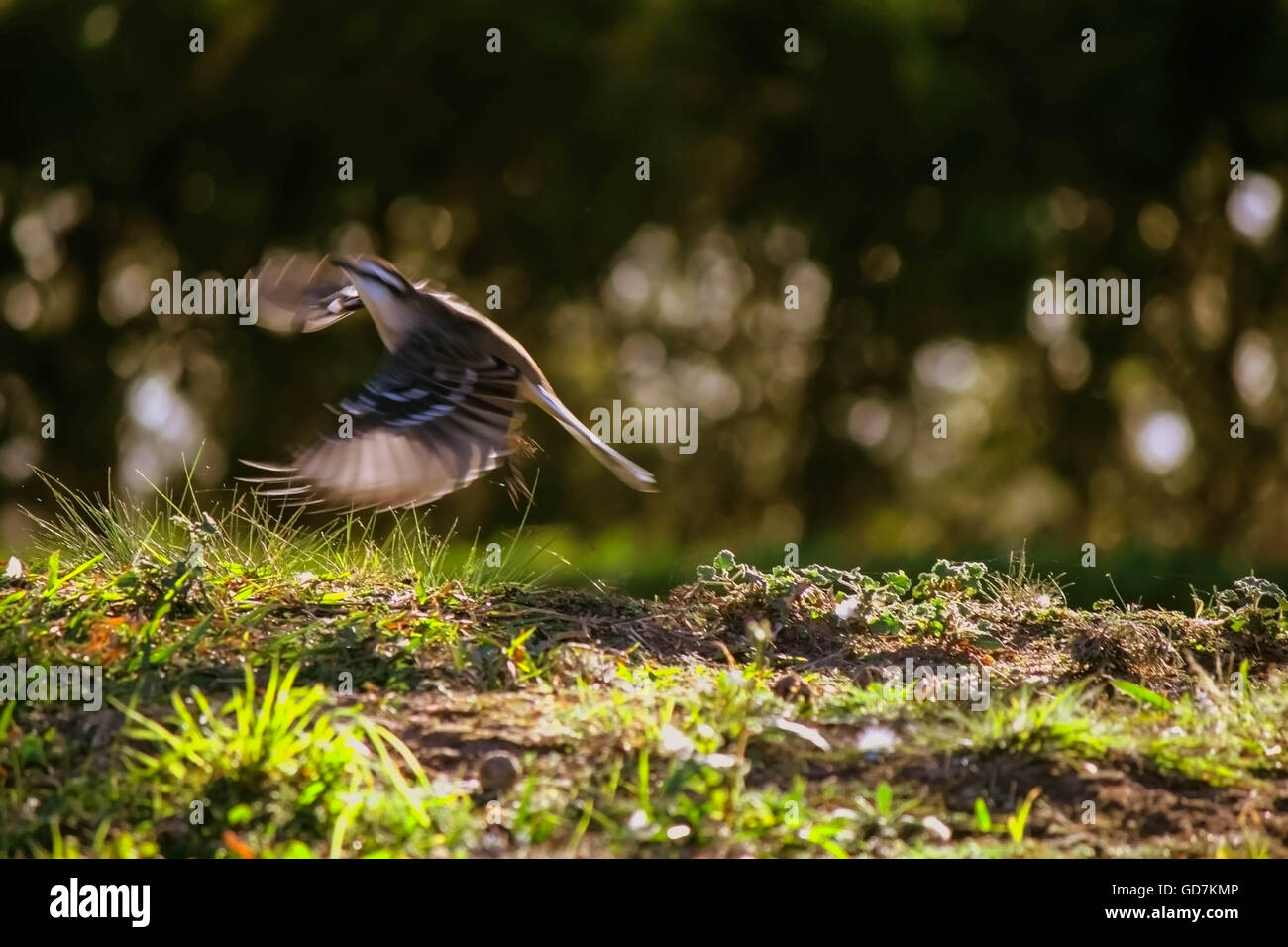 bird flying on the grass Stock Photo - Alamy