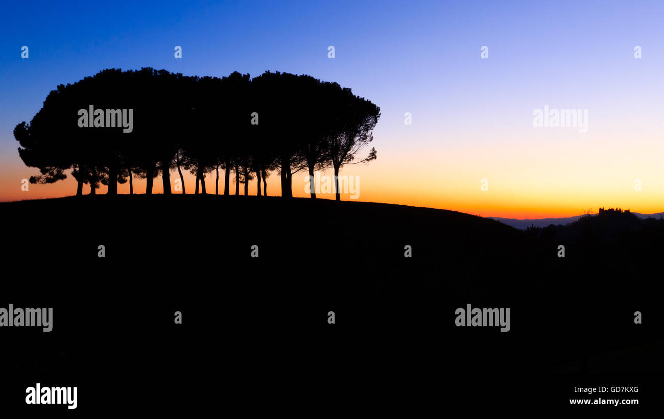 Pines tree silhouette hi-res stock photography and images - Alamy