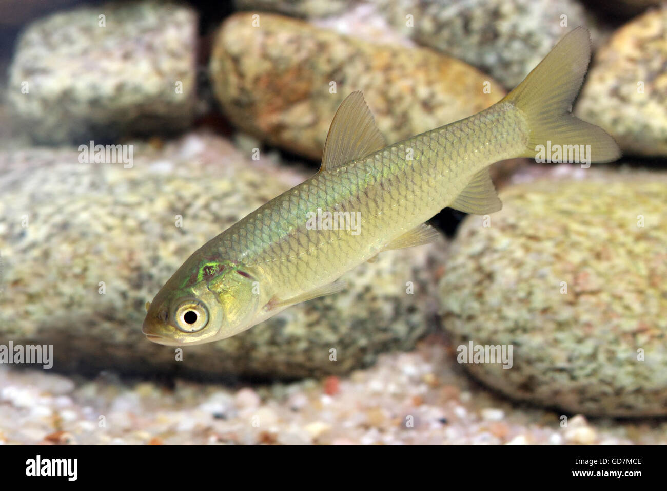 The grass carp (Ctenopharyngodon idella) juvenile Stock Photo