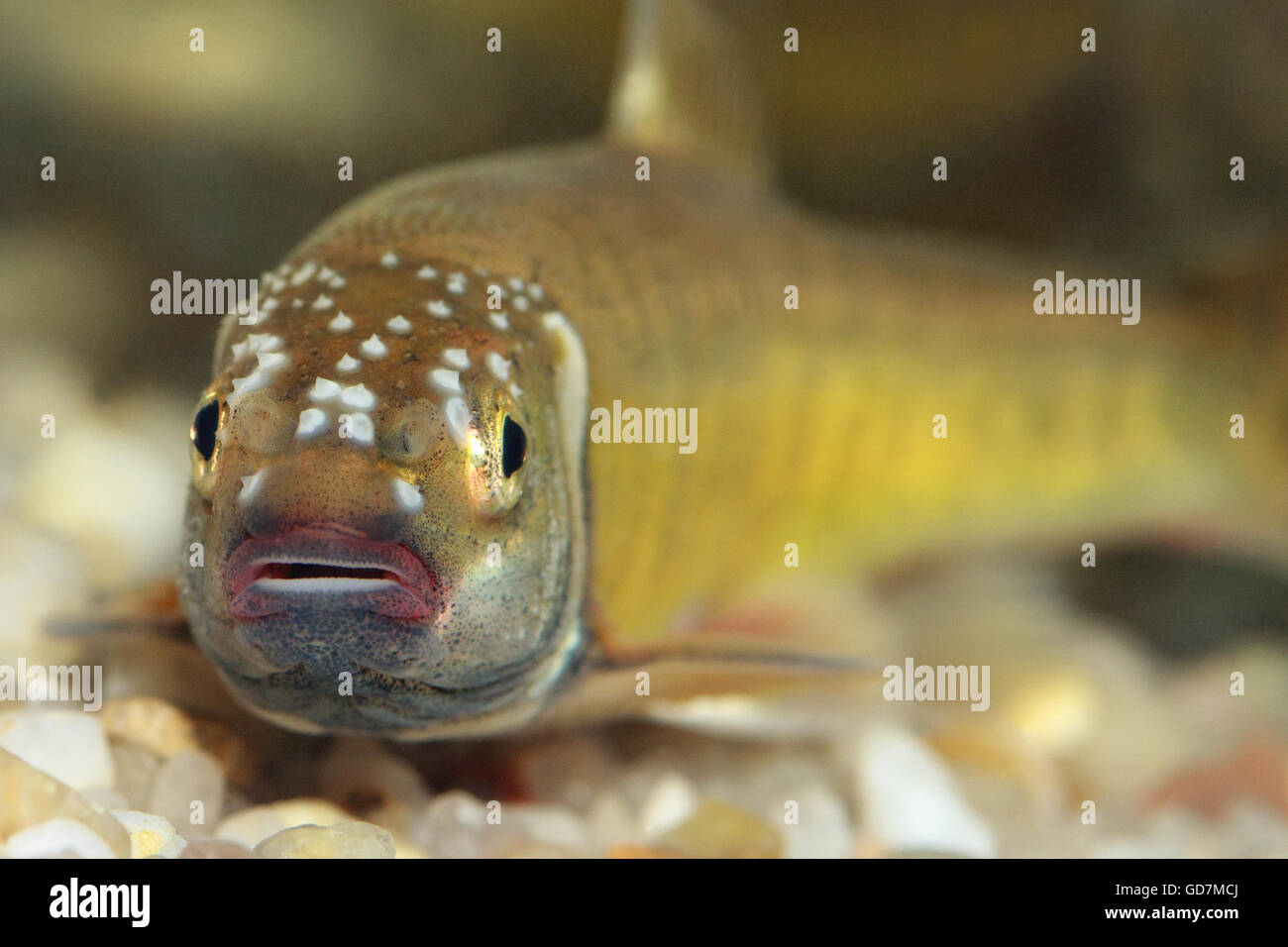 Minnow fish hi-res stock photography and images - Alamy