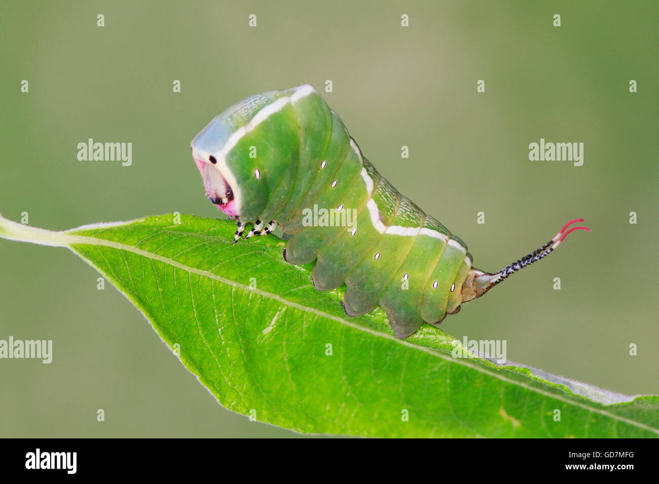 Caterpillar antennae hi-res stock photography and images - Alamy