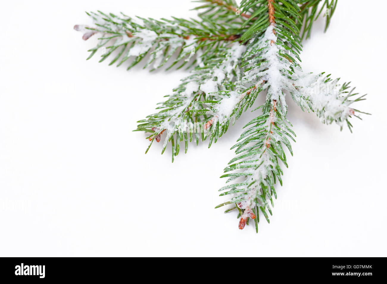 Closeup view of fir branch isolated on white Stock Photo - Alamy