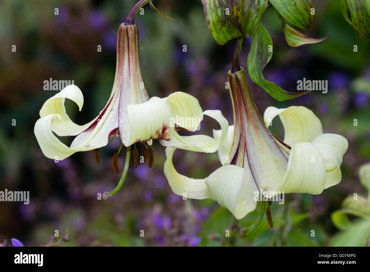 Trumpet flowers of the Nepalese lily, Lilium nepalense Stock Photo Alamy