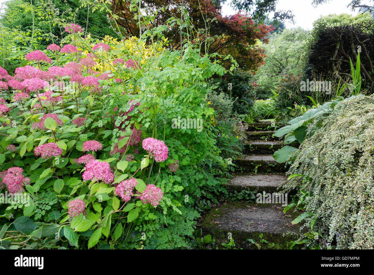 Steps at the Garden House, Devon, UK running between two borders. Stock Photo