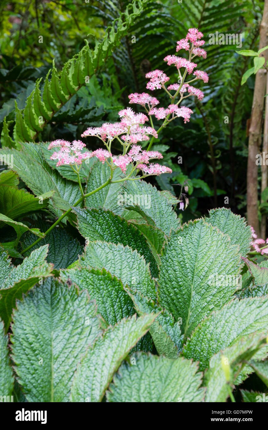 Foliage and flowers of the architectural perennial, Rodgersia pinnata 'Chocolate Wing' Stock Photo