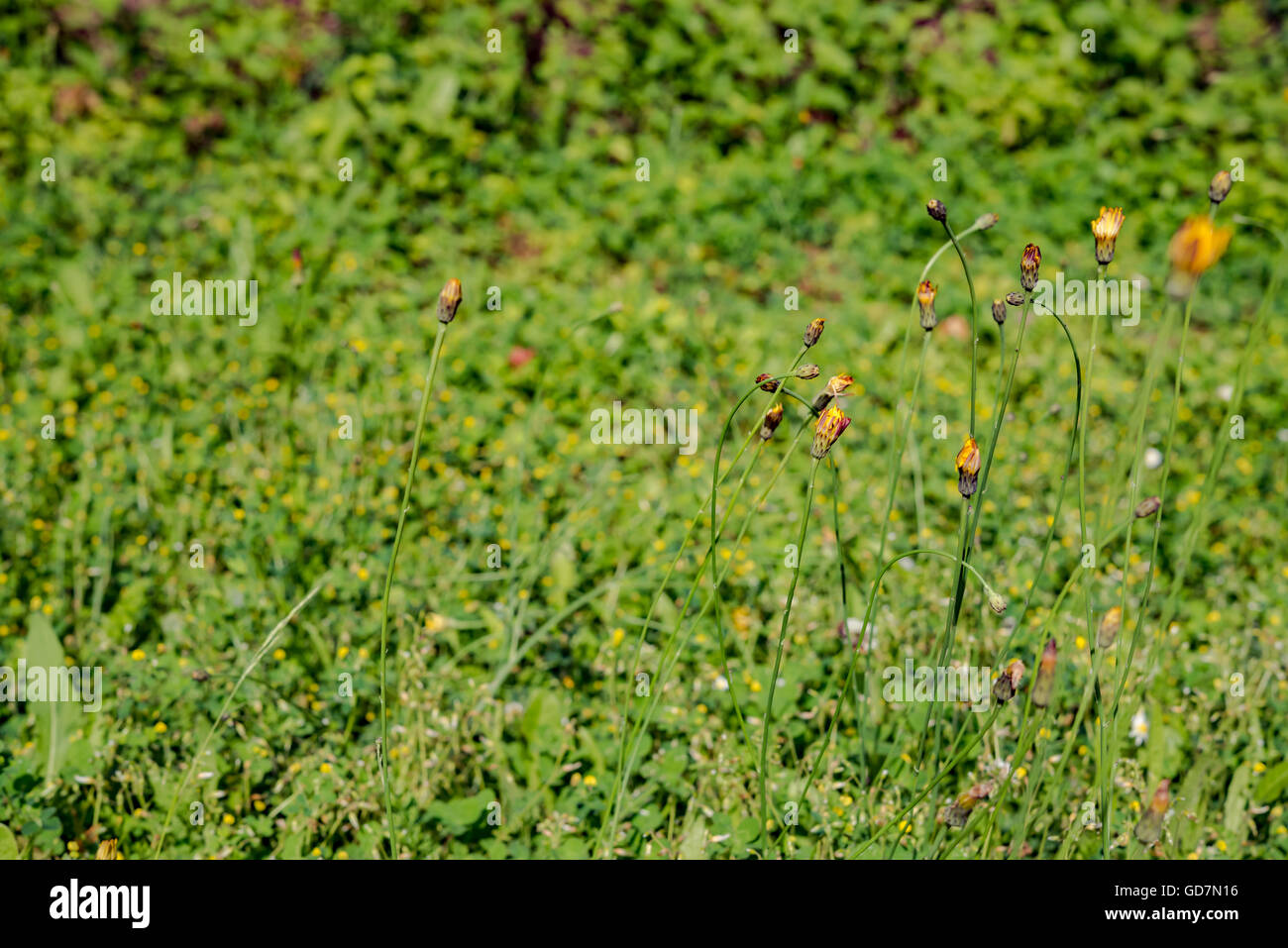 Close up on fresh green grass texture background Stock Photo - Alamy