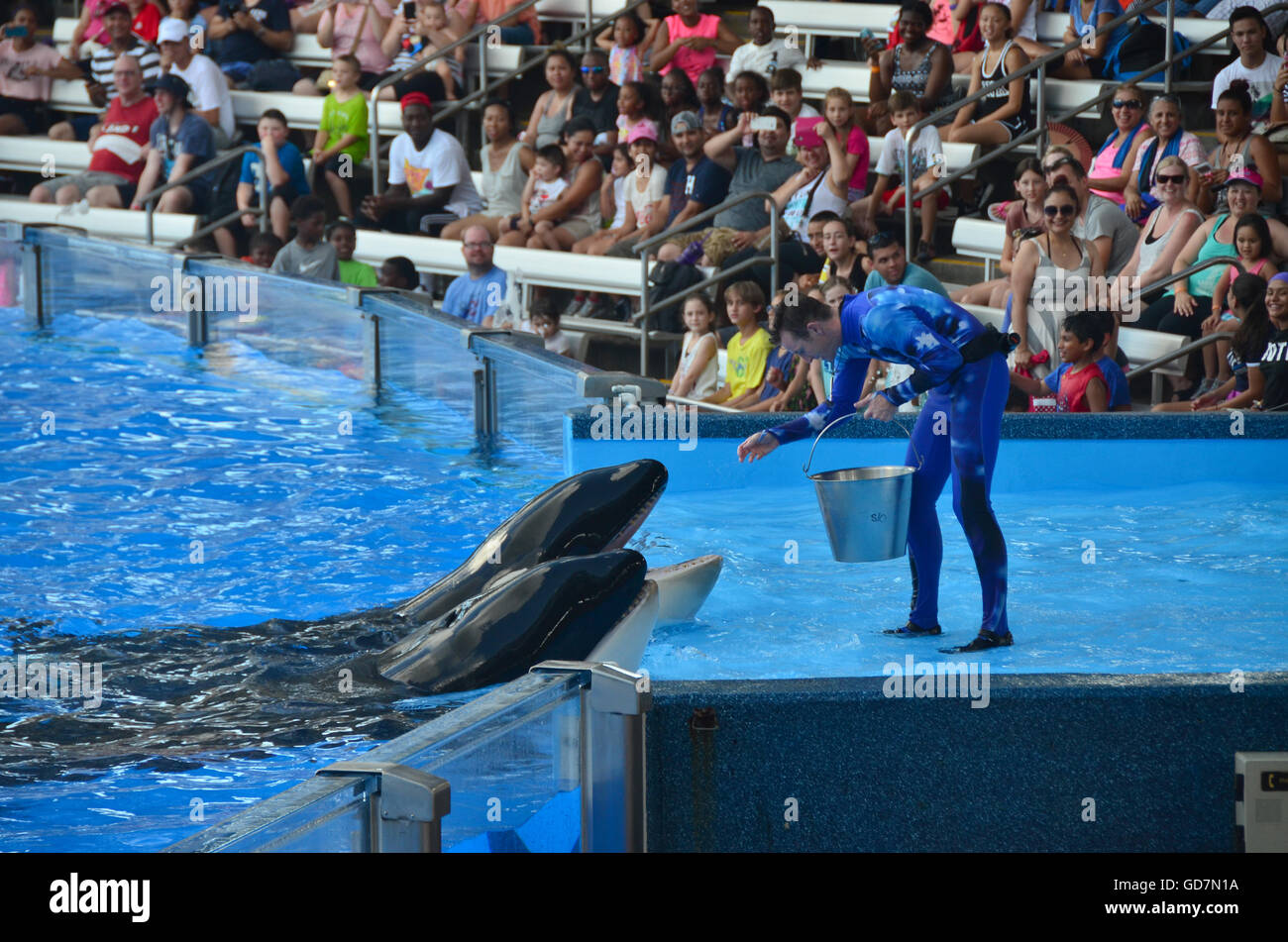 Killer Whale show in the Shamu Stadium at Seaworld Orlando Florida, Stock Photo