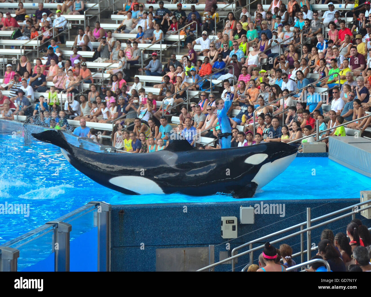 Killer Whale show in the Shamu Stadium at Seaworld Orlando Florida, Stock Photo