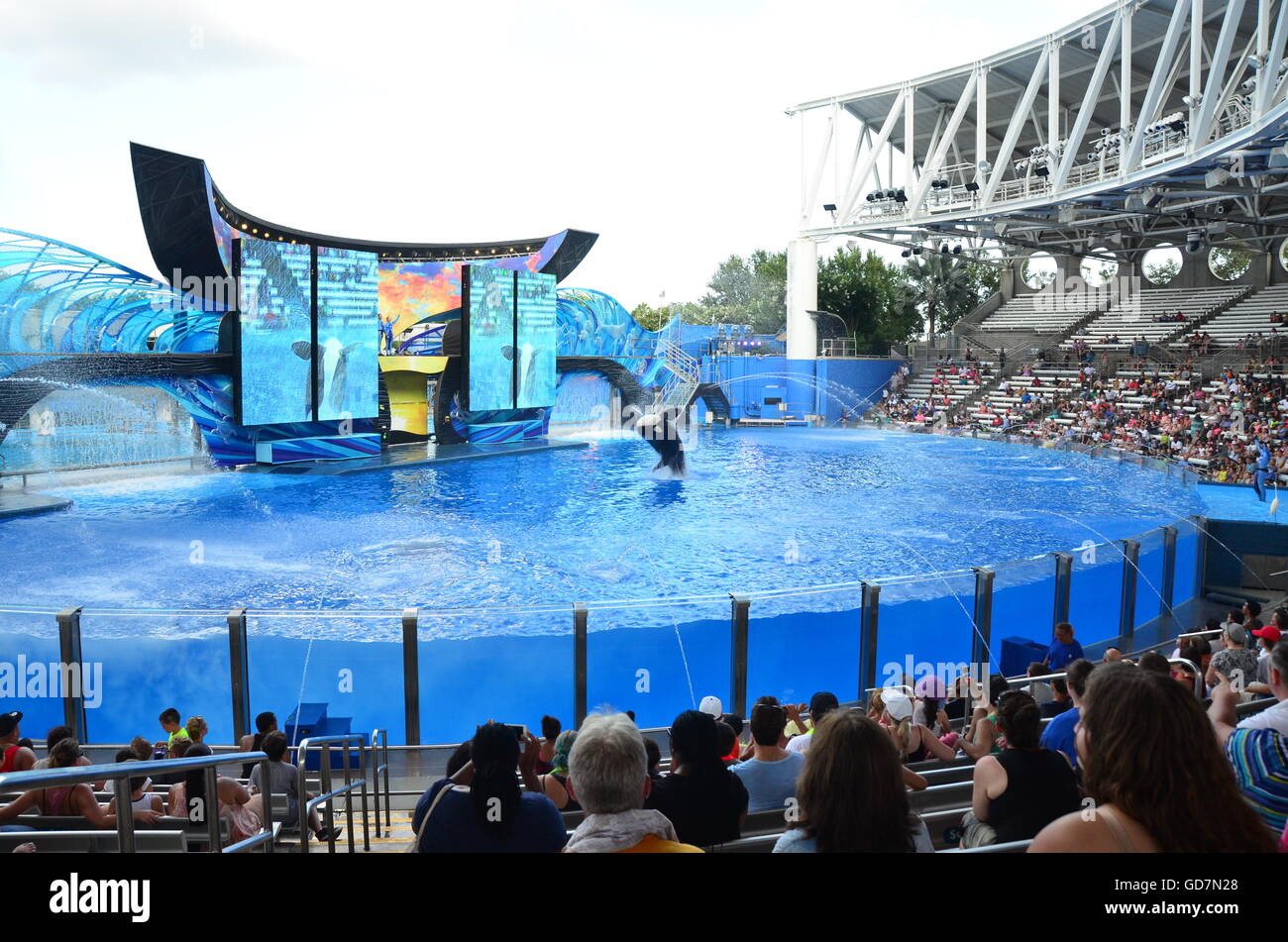Killer Whale show in the Shamu Stadium at Seaworld Orlando Florida ...