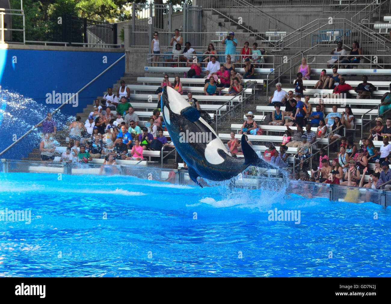 Killer Whale show in the Shamu Stadium at Seaworld Orlando Florida, Stock Photo