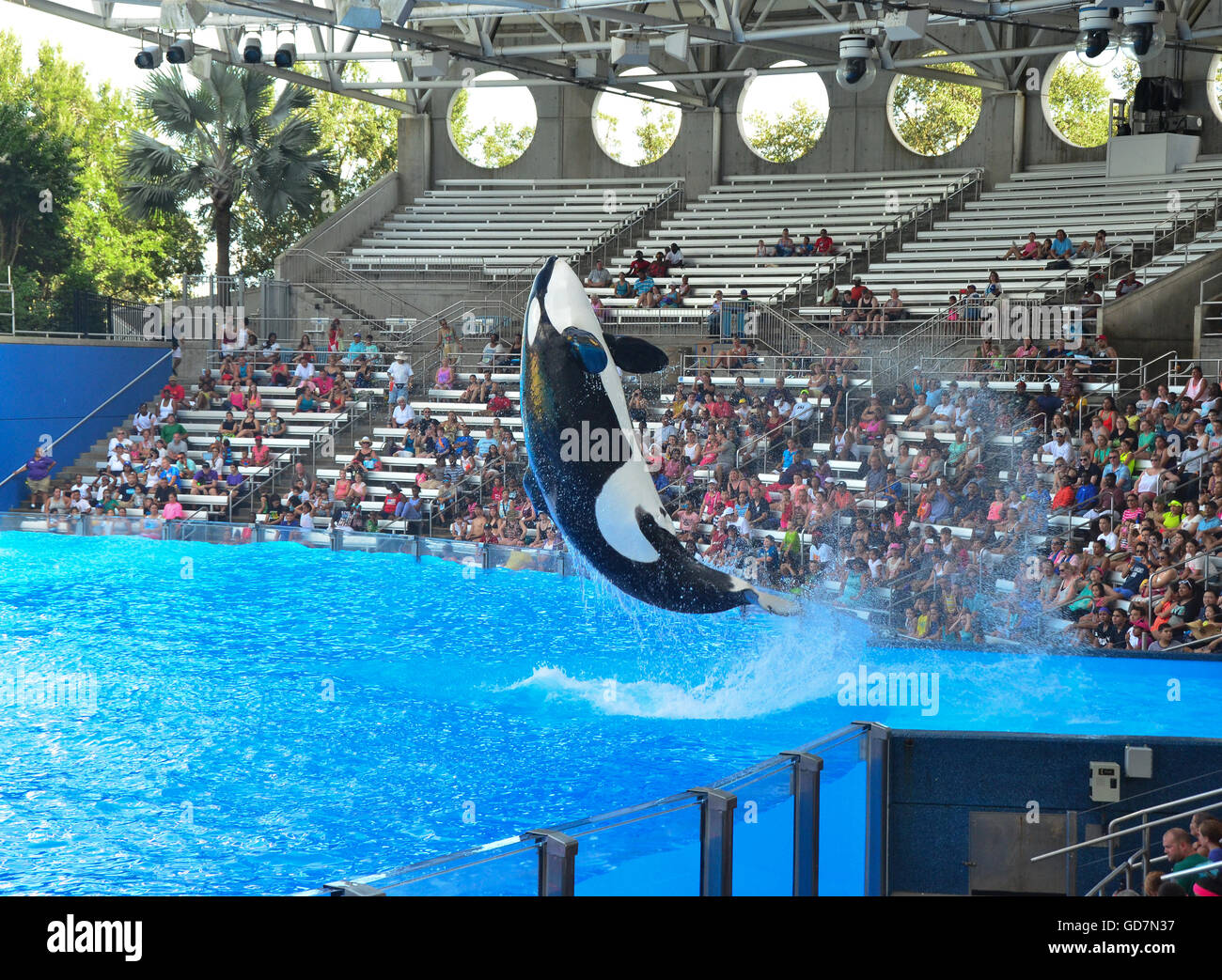 Killer Whale show in the Shamu Stadium at Seaworld Orlando Florida ...