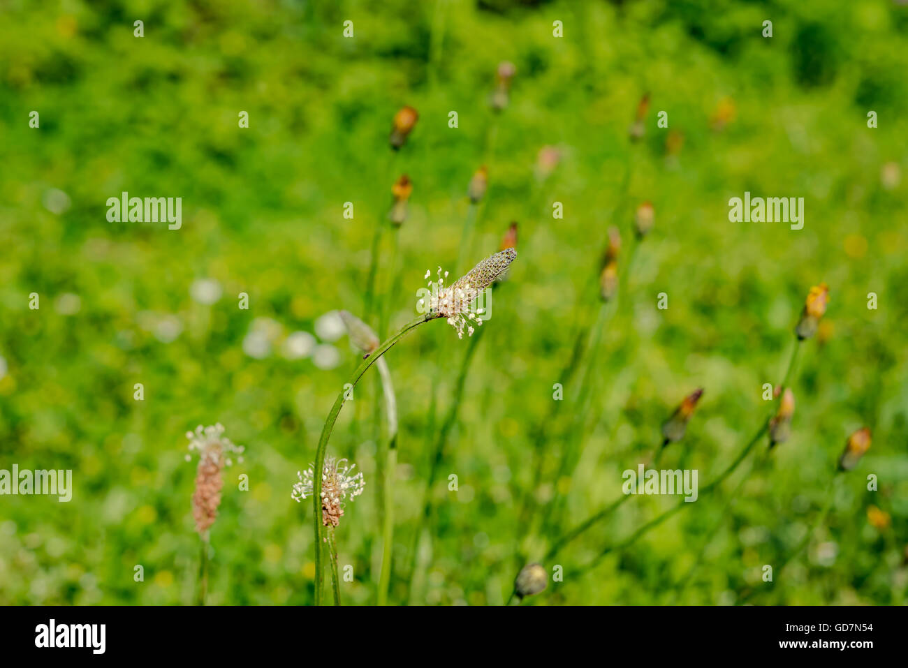 Close up on fresh green grass texture background Stock Photo - Alamy