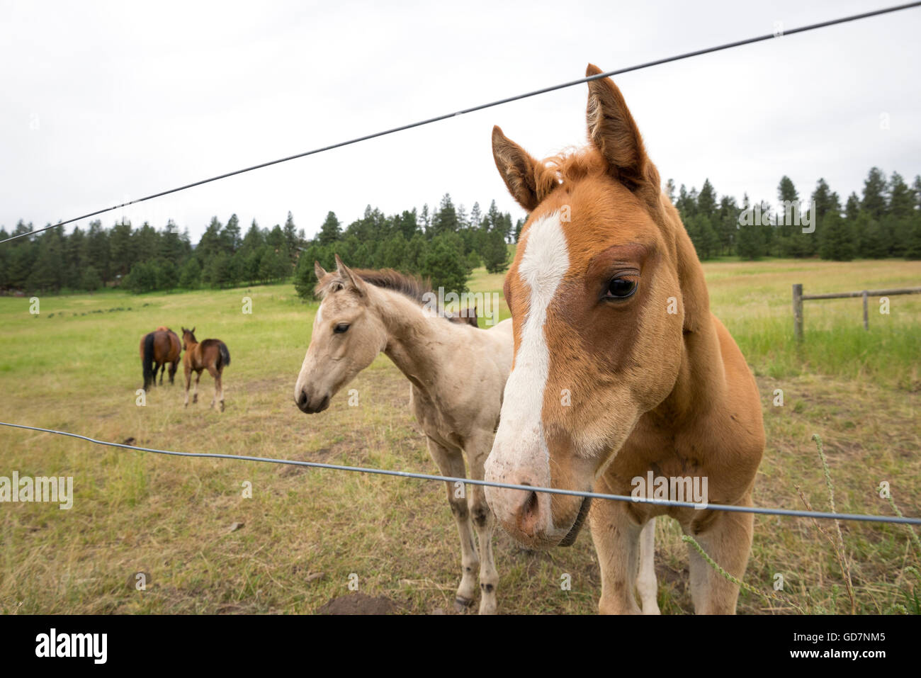 Horses behind a fence in Oregon's Wallowa Valley. Stock Photo