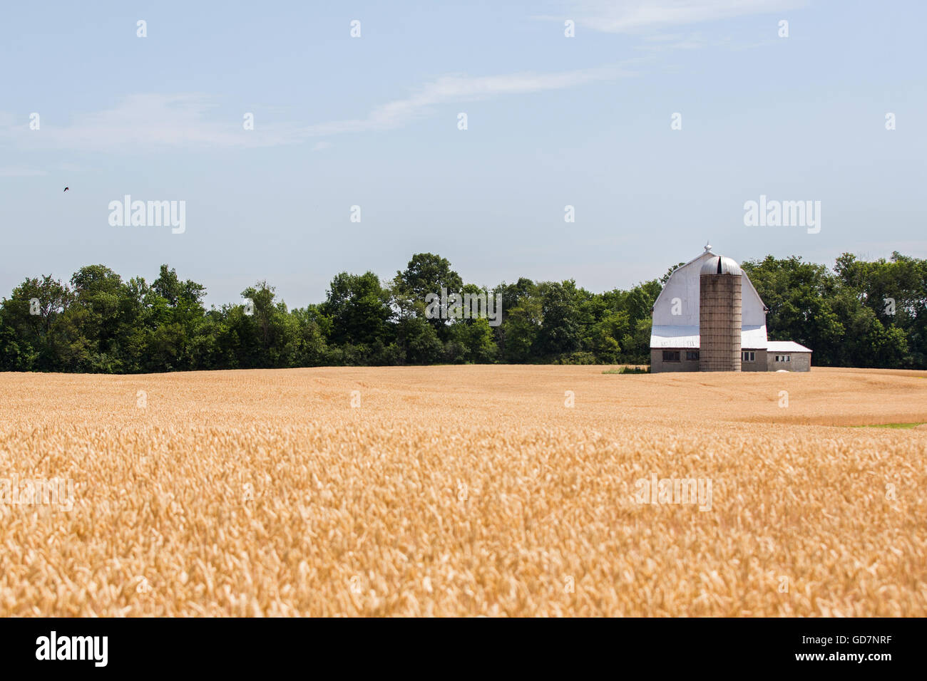 A field of wheat near Napanee, Ont., on July 13, 2016. Stock Photo