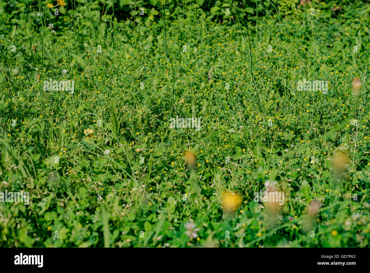 Close up on fresh green grass texture background Stock Photo - Alamy
