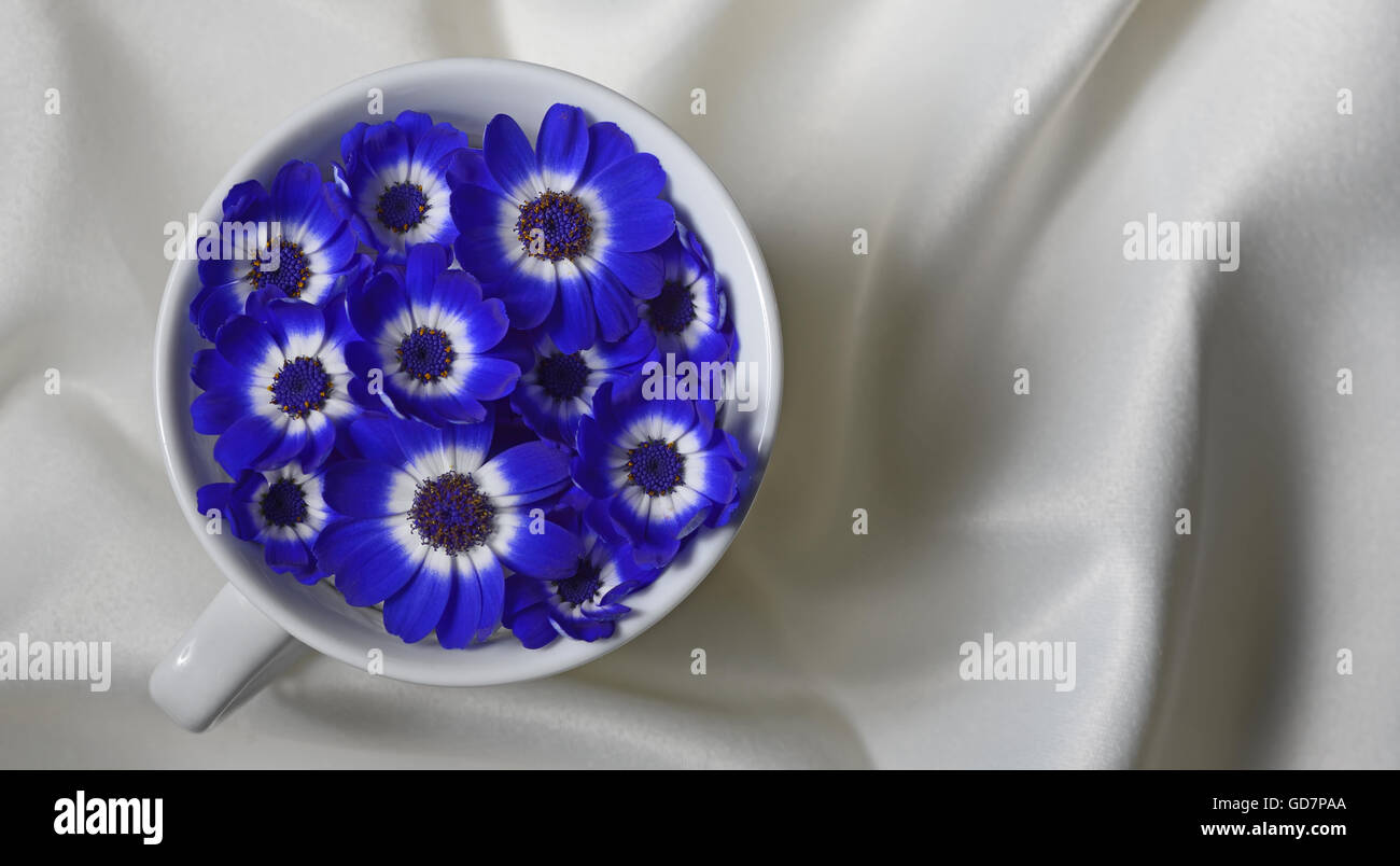 Blue cineraria flowers in tea cup Stock Photo