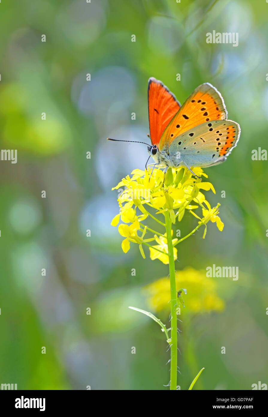 Orange butterfly on summer flower Stock Photo