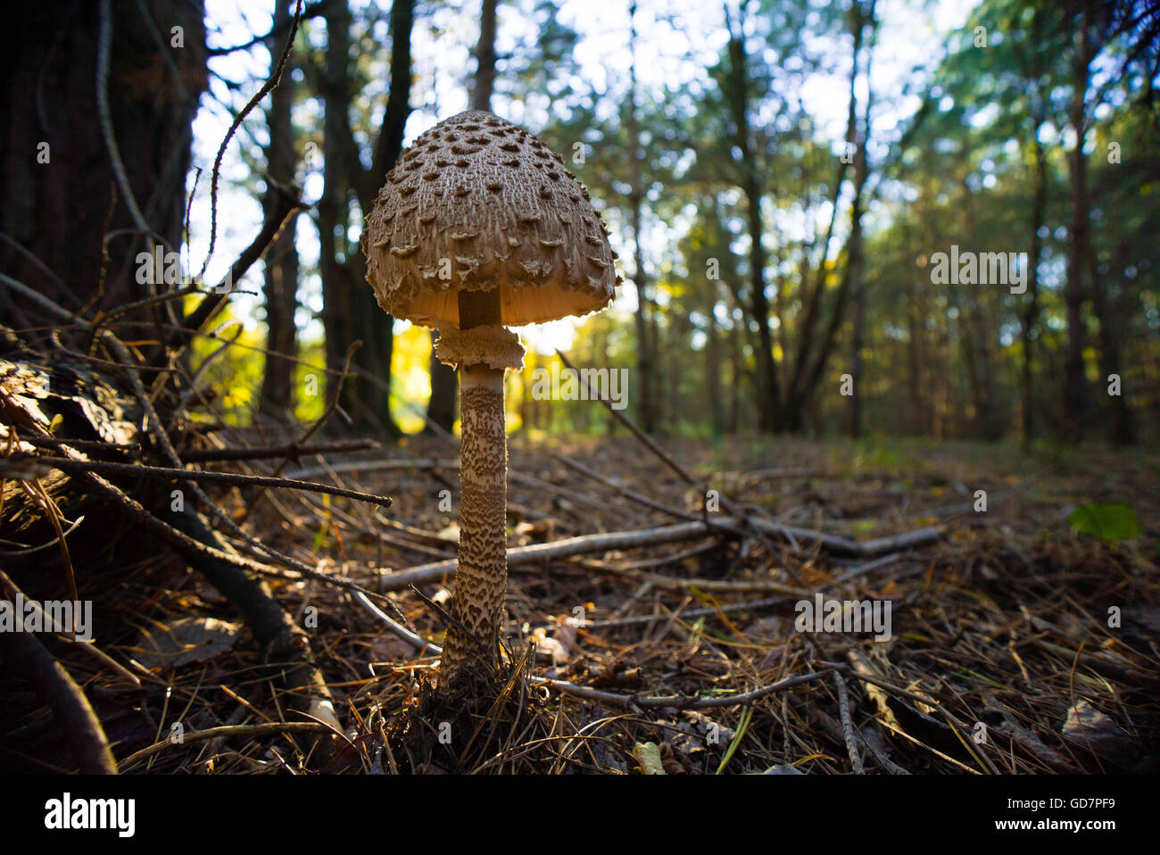 large parasol mushroom at forest Stock Photo
