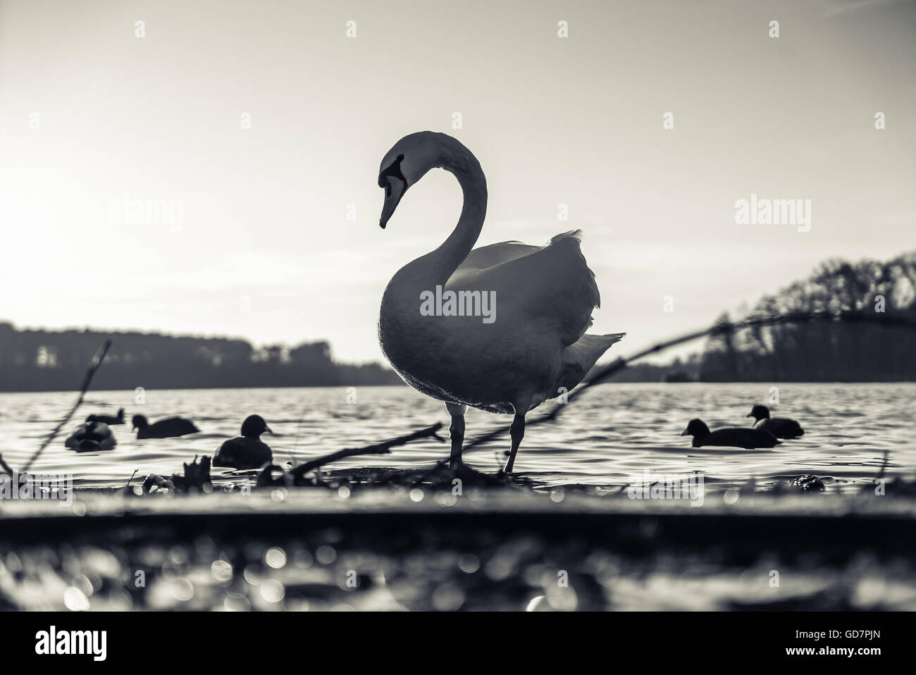 Graceful Swan on a lake Stock Photo