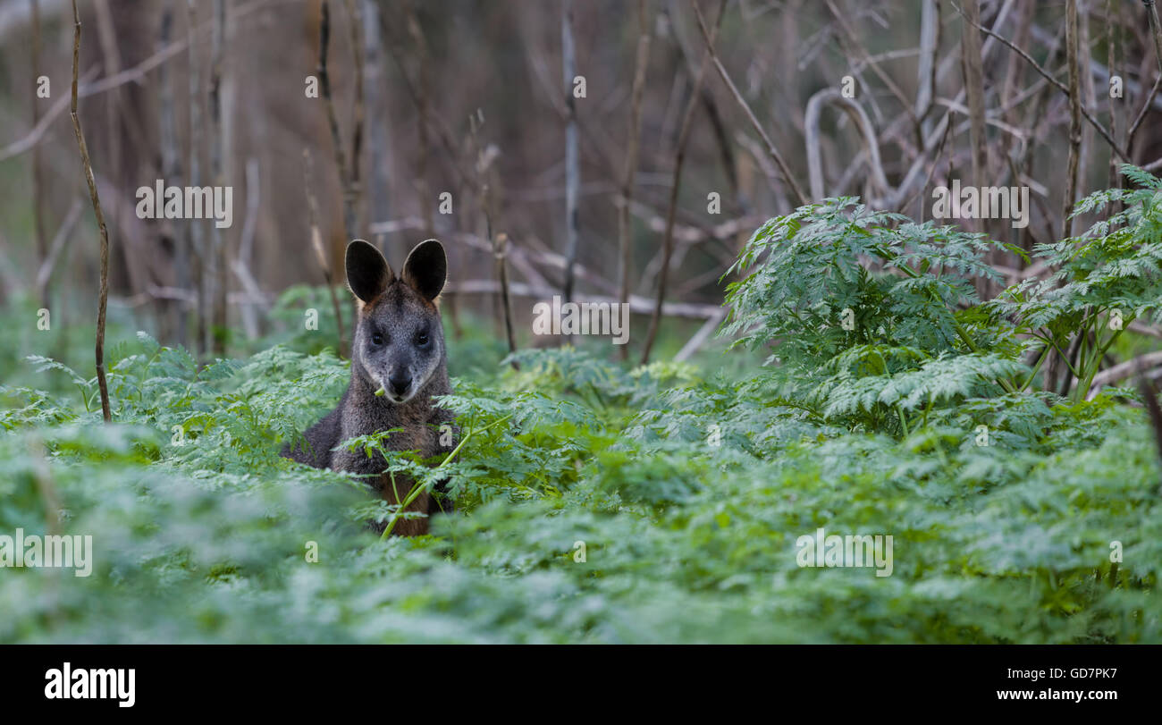 Grey kangaroo in the wild, eating among native Australian vegetation. Stock Photo