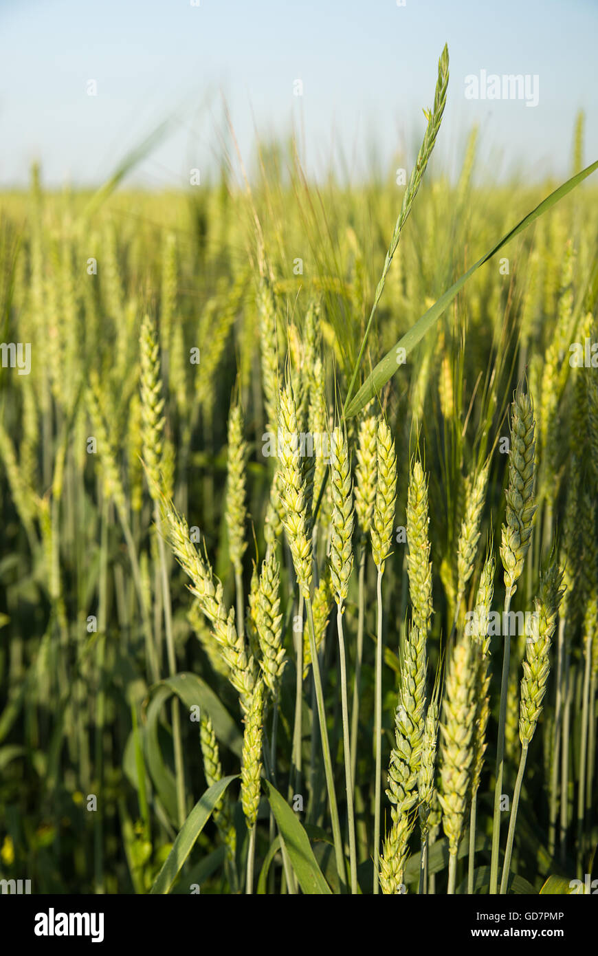 Ears of wheat growing on a farm field Stock Photo - Alamy